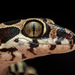 Giri's Geckoella - Photo (c) Aadit Patel, all rights reserved, uploaded by Aadit Patel