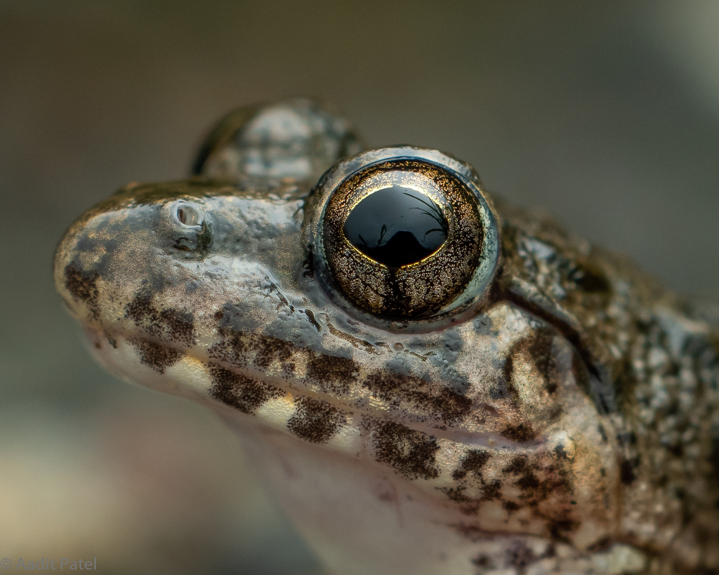 Common skittering frog from Valsad, Gujarat, India on September 17 ...