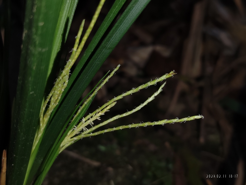 Carex truncatigluma (Carex truncatigluma)
