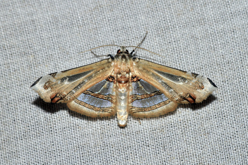 Herdonia deminuta · iNaturalist Mexico