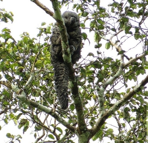 Gray's Bald-faced Saki