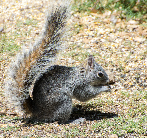 Arizona Gray Squirrel