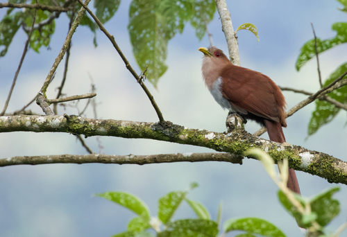 Common Squirrel-Cuckoo