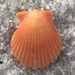 Rough Scallop - Photo (c) Julie Magee Heiple, all rights reserved, uploaded by Julie Magee Heiple