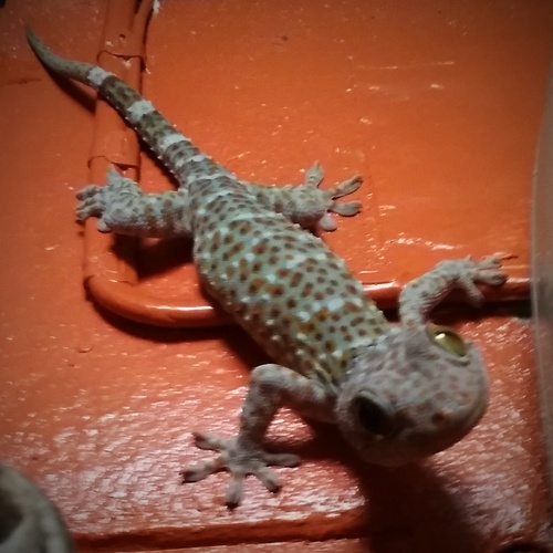 Tokay Gecko — seen at this dive site