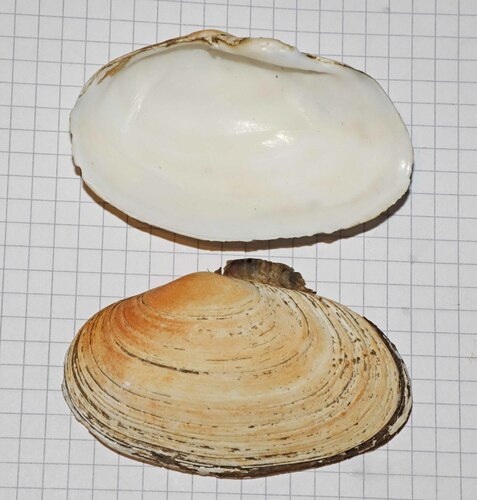 Gari kazusensis