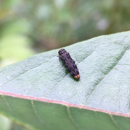 Agrilus auroapicalis · iNaturalist