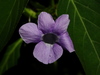 Philippine Violet - Photo (c) Jay L. Keller, all rights reserved, uploaded by Jay L. Keller