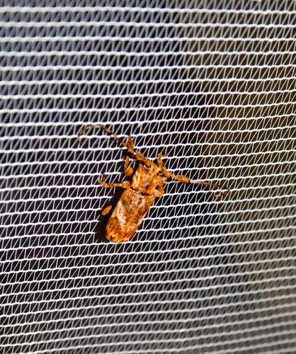 Eudesmus