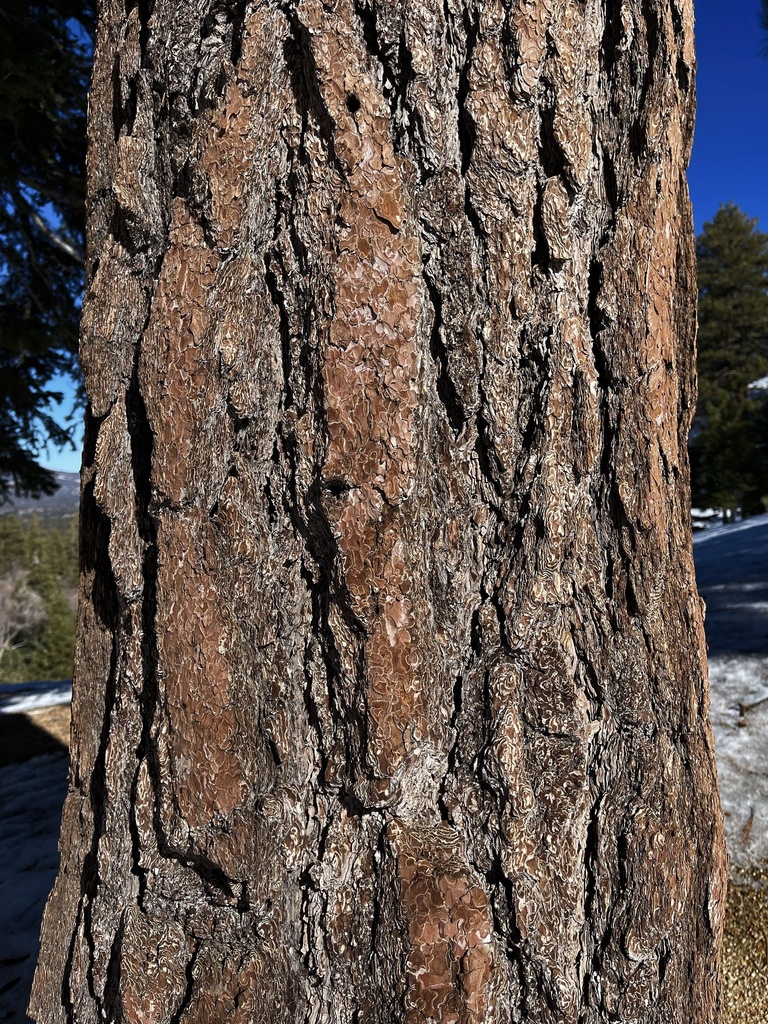 Jeffrey pine from San Bernardino National Forest, Angelus Oaks, CA, US ...