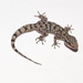 Darwin's Leaf-toed Gecko - Photo (c) Saúl Guerrero, all rights reserved, uploaded by Saúl Guerrero