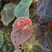 Begonia smithiae - Photo (c) thanyarut_s, all rights reserved, uploaded by thanyarut_s