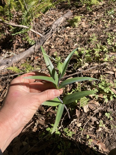Checker Lily foliage