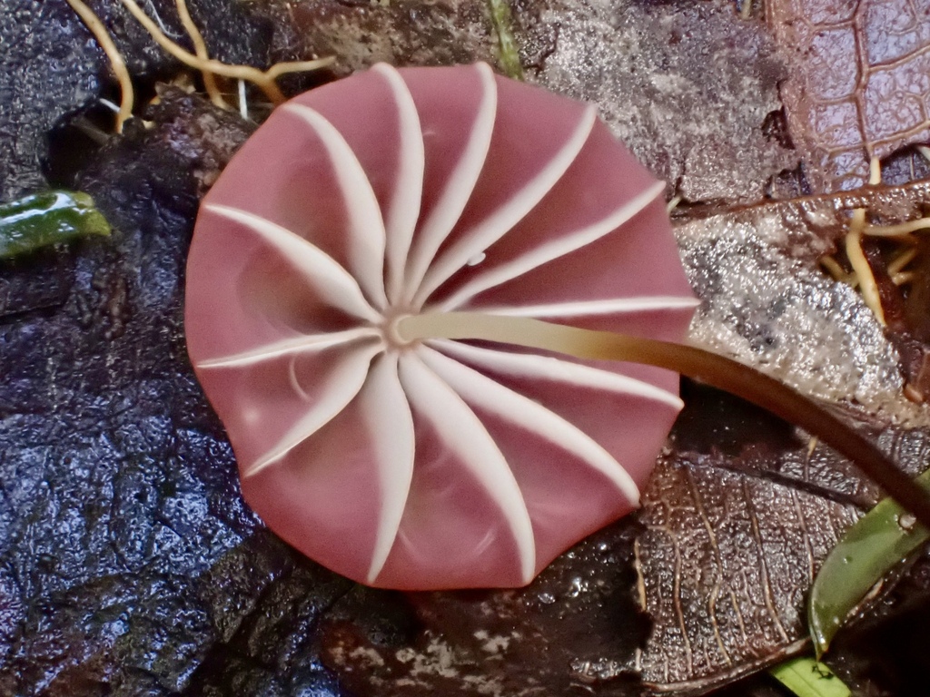 purple pinwheel from Potaro-Siparuni, Guyana on December 28, 2021 at 09 ...