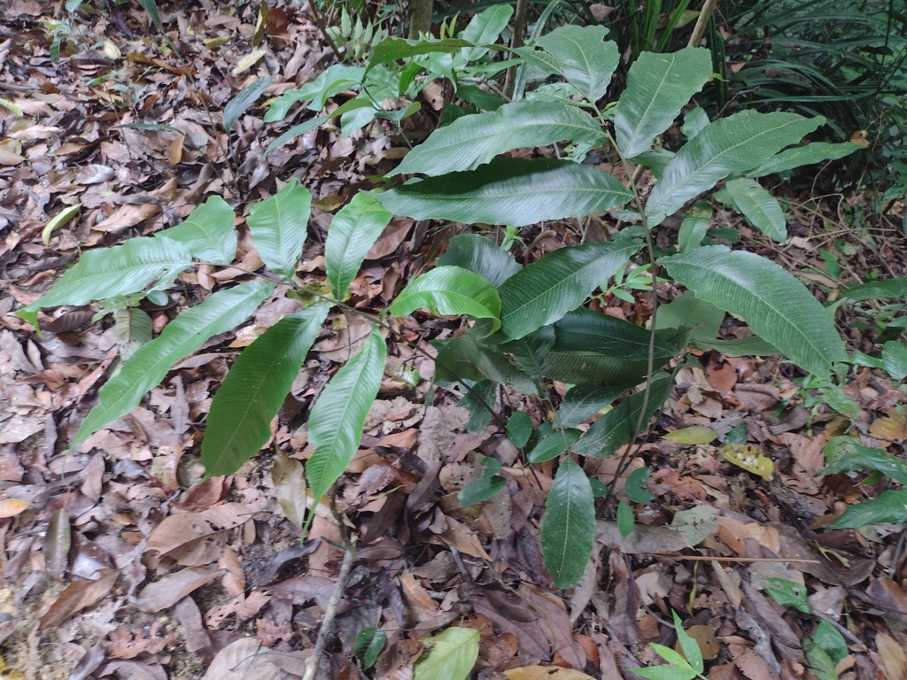 Abacopteris repanda (Abacopteris repanda)