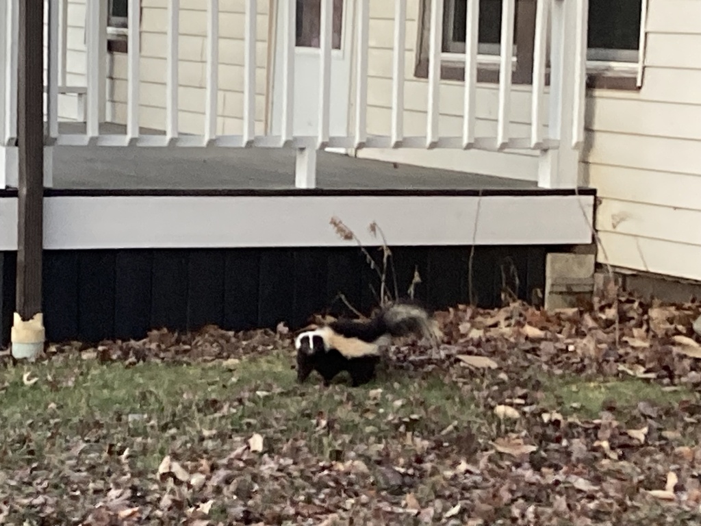 Striped Skunk from Camden Ave, Buckhannon, WV, US on February 14, 2023