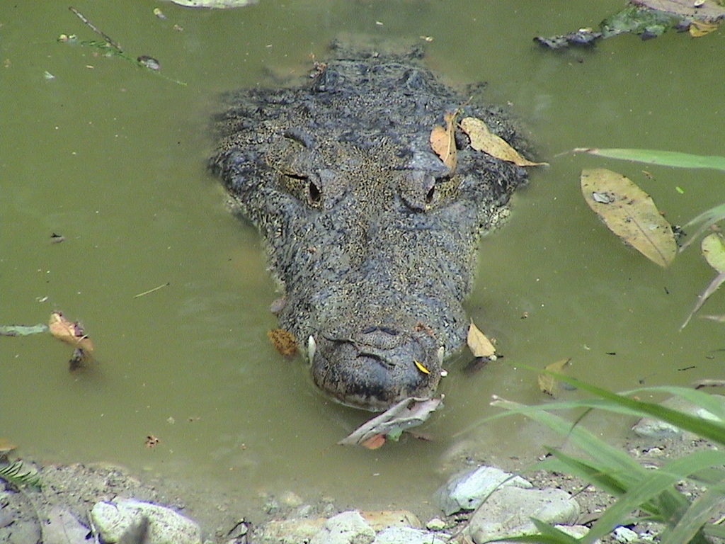 Cocodrilo de Pantano (Crocodylus moreletii) · NaturaLista Colombia