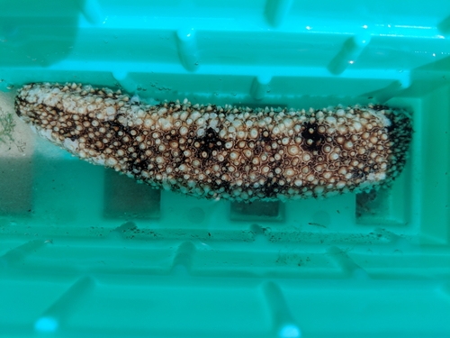 Holothuria princeps Selenka, 1867