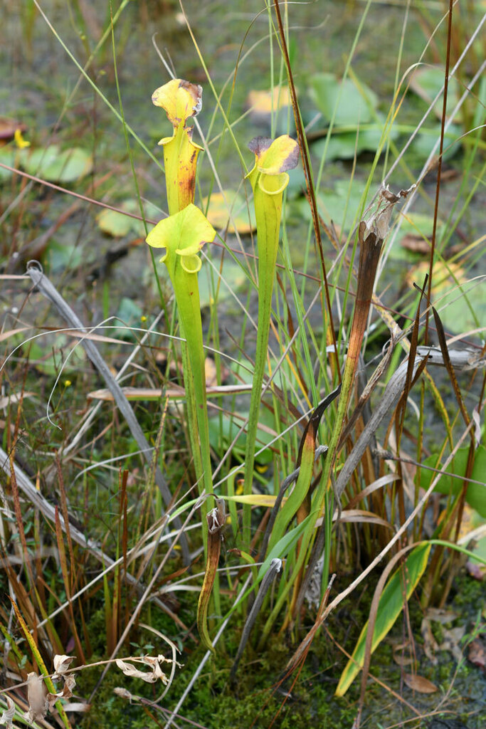 yellow pitcher plant in October 2022 by William Wise.