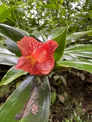 Costus laevis image