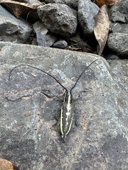 Image of Neoptychodes hondurae