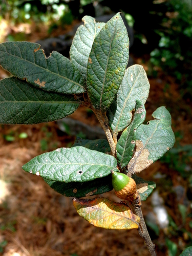 Quercus miquihuanensis