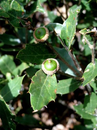 Quercus galeanensis