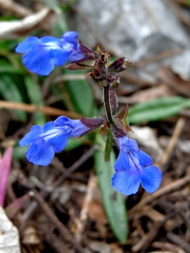 Salvia leptophylla · iNaturalist