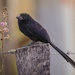 Groove-billed Ani - Photo (c) Enrique Giron, all rights reserved, uploaded by Enrique Giron