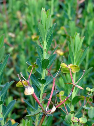 Euphorbia furcillata