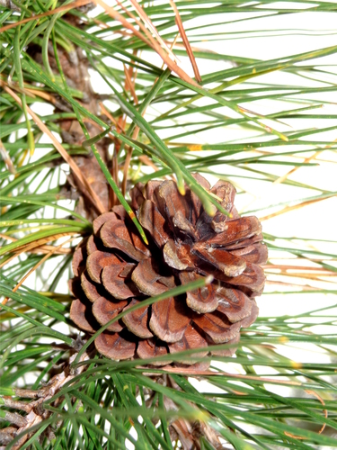 Teocote pine