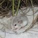 Peromyscus polionotus - Photo (c) Kevin C, όλα τα δικαιώματα διατηρούνται, uploaded by Kevin C