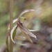 Cyrtostylis huegelii - Photo (c) catherwoods, all rights reserved, uploaded by catherwoods