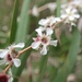 Western Australian Peppermint - Photo (c) catherwoods, all rights reserved, uploaded by catherwoods