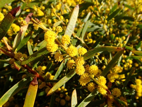 Acacia cochlearis (Labill.) H.L.Wendl.