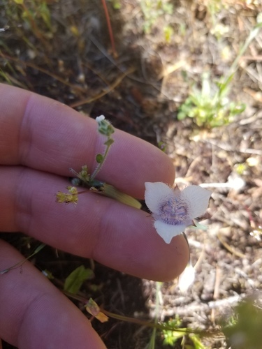 iNaturalist observation photo of Tolmie's pussy ears