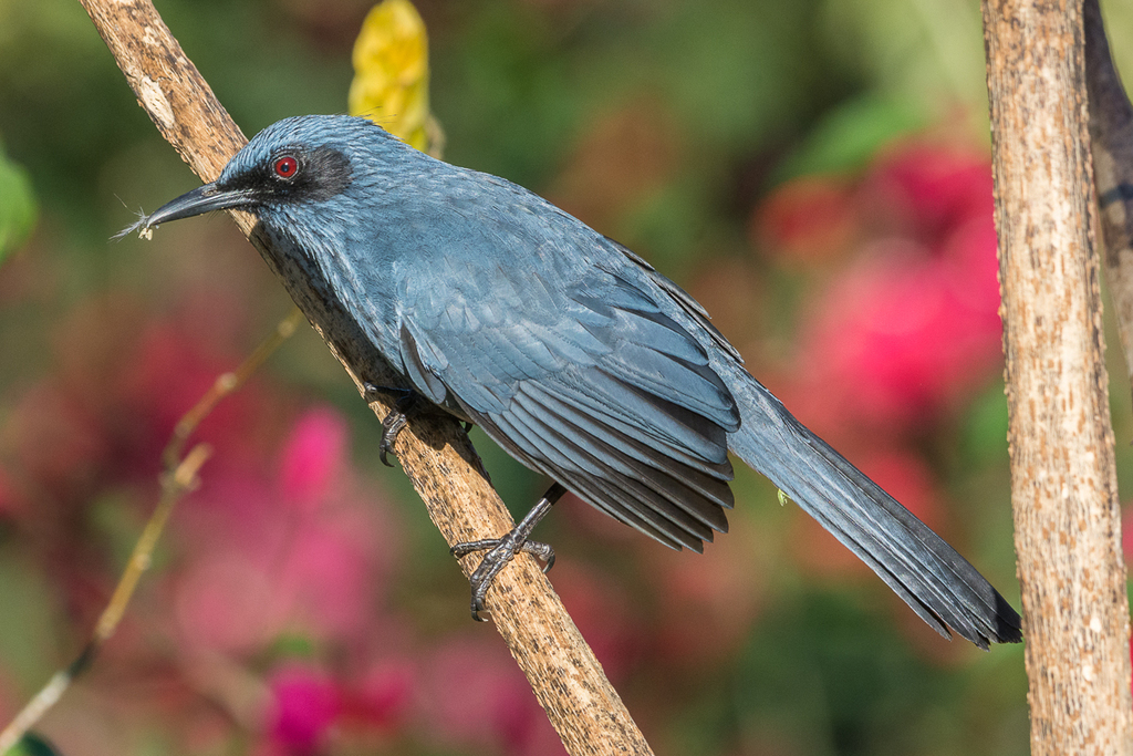 Blue Rocking Bird Blue Mockingbird from Cabo Corrientes, Jalisco, Mexico on February 14 ...