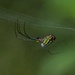 Leucauge mariana - Photo (c) Enrique Giron, all rights reserved, uploaded by Enrique Giron