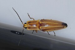 Semiotus ligneus image