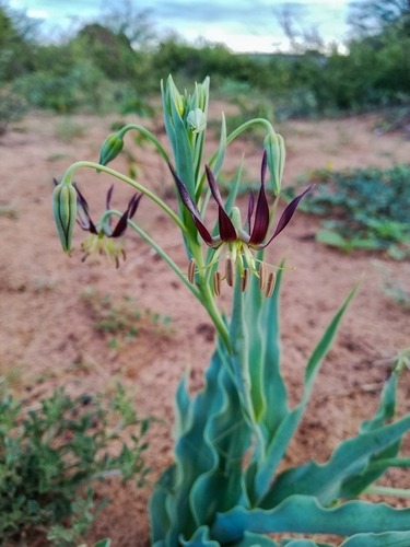 brown-tongue lily