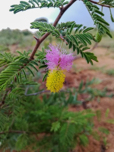 Small-leaf Sicklebush