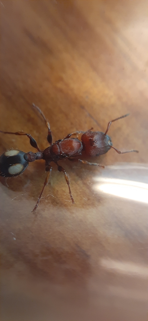 Spotted Muscleman Tree Ant From Leeton Nsw Australia On February At Pm By