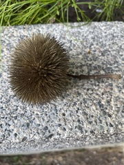 Apeiba tibourbou image