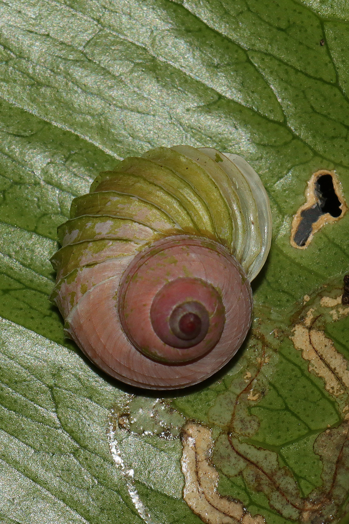 Leptopoma lamellatum from Surroundings of the Yennyar village on ...