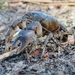 Seepage Crayfish - Photo (c) Kevin C, all rights reserved, uploaded by Kevin C