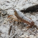 Procambarus econfinae - Photo (c) Kevin C, todos los derechos reservados, subido por Kevin C