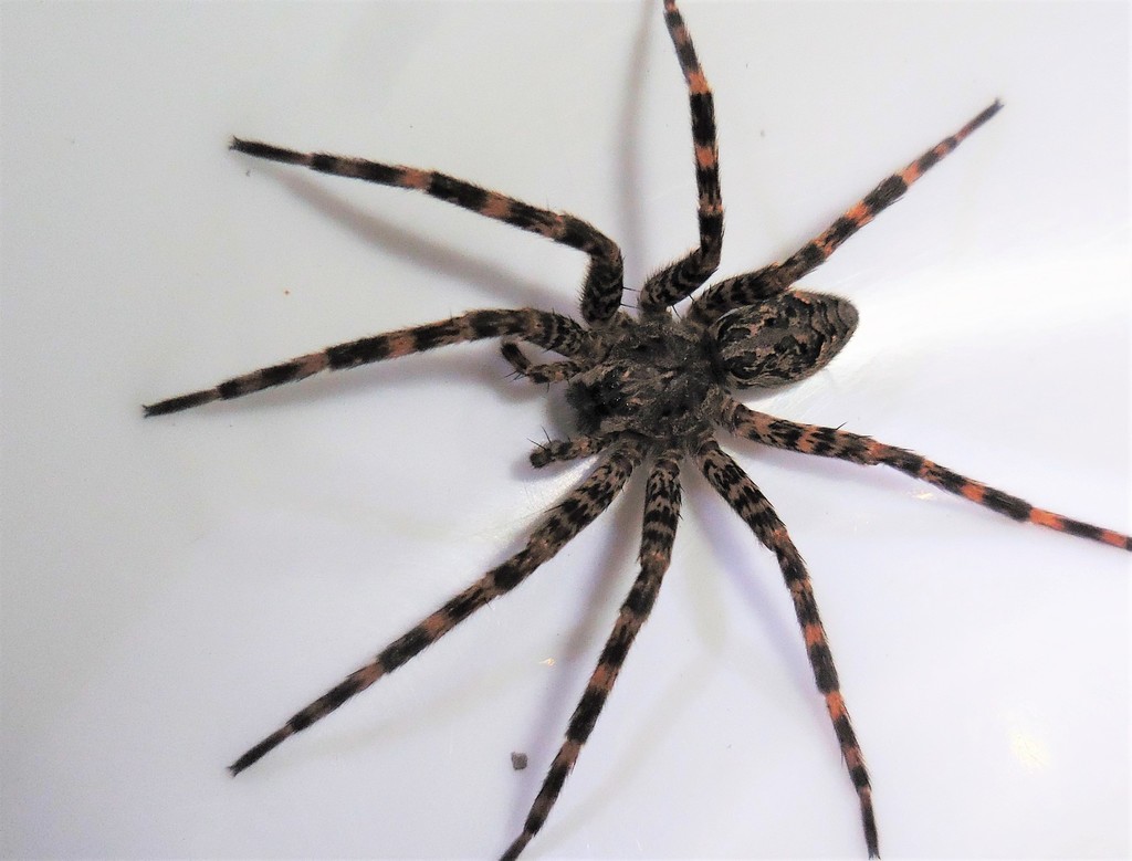 Dark Fishing Spider Spiders Of Missouri · Inaturalist