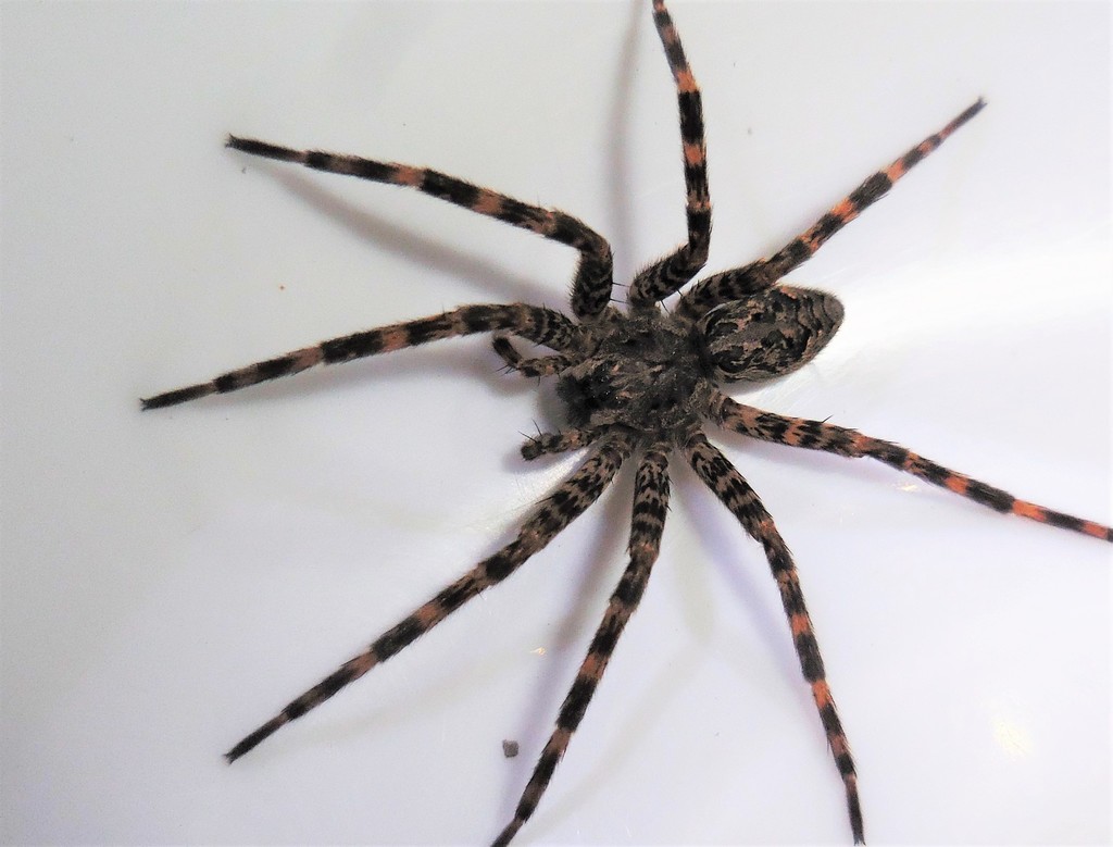 Dark Fishing Spider Spiders Of Missouri INaturalist Dark Fishing Spider Spiders Of Missouri INaturalist