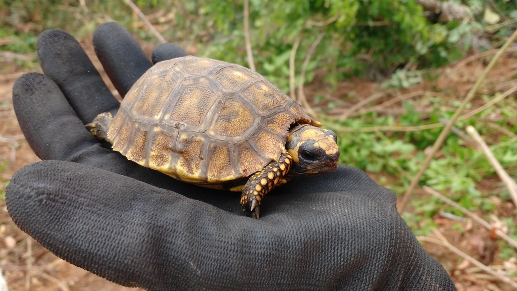 Brazilian Giant Tortoise In October 2017 By Giselle Lescano · Inaturalist