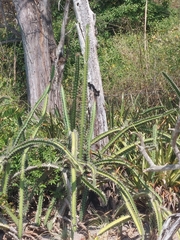 Acanthocereus tetragonus image